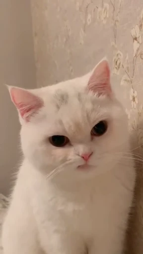 😠 Стикер «Pussies Pack» для Telegram