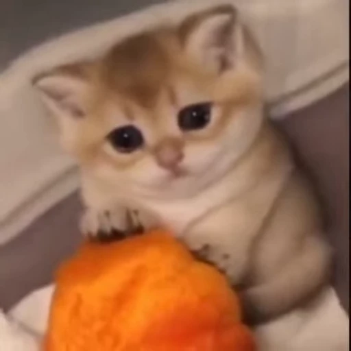 🥺 Стикер «Pussies Pack» для Telegram