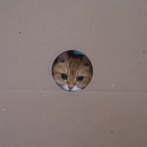 🙂 Стикер «Pussies Pack» для Telegram
