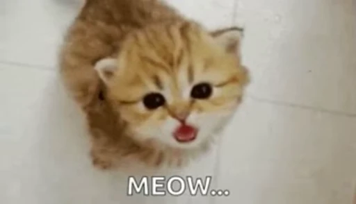 🥺 Стикер «Pussies Pack» для Telegram