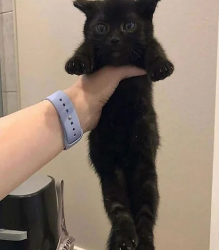 🐱 Стикер «пуссис» для Telegram
