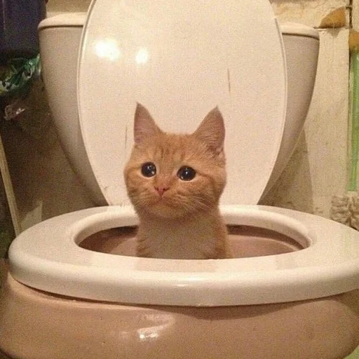 🚽 Стикер «пуссис» для Telegram