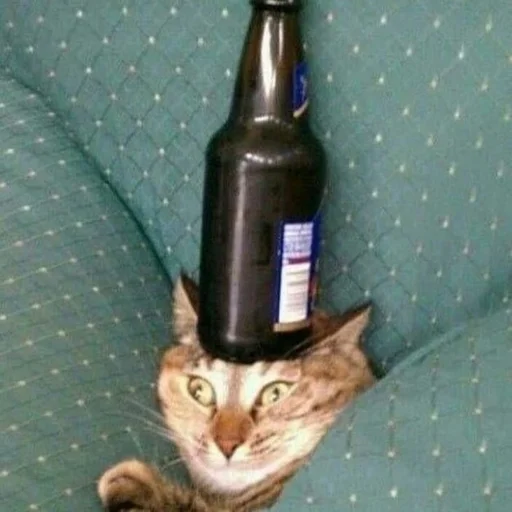 🍺 Стикер «пуссис» для Telegram