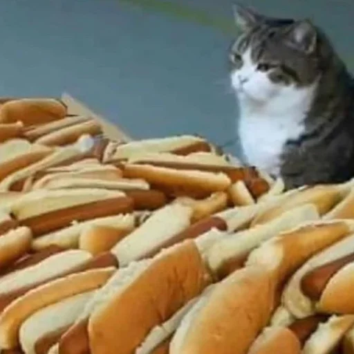 🌭 Стикер «пуссис» для Telegram