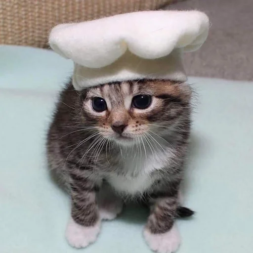 👨‍🍳 Стикер «пуссис» для Telegram