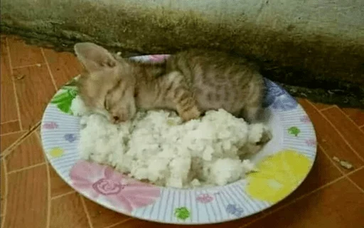 🍛 Стикер «пуссис» для Telegram