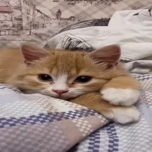 🐈 Стикер «Kitty» для Telegram