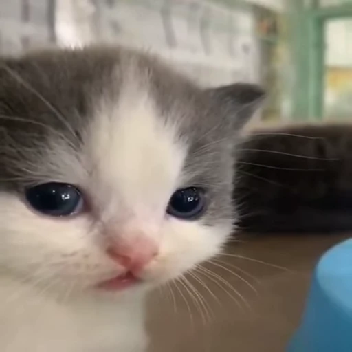 🐈 Стикер «Kitty» для Telegram
