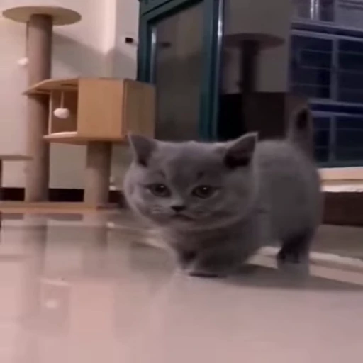 🐈 Стикер «Kitty» для Telegram