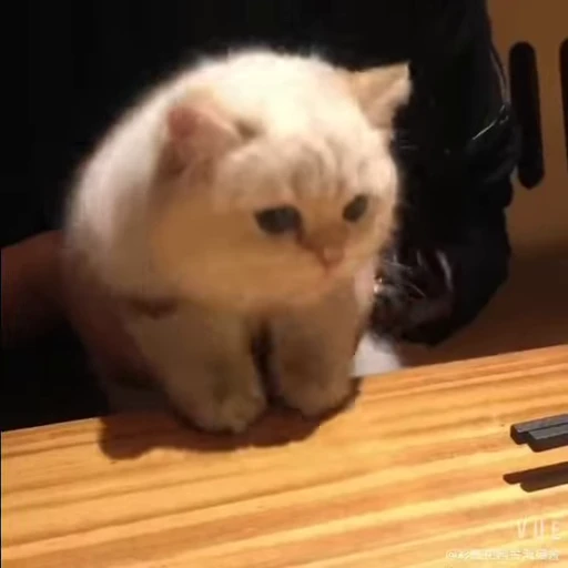 🐈 Стикер «Kitty» для Telegram