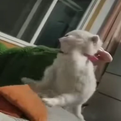 🐈 Стикер «Kitty» для Telegram