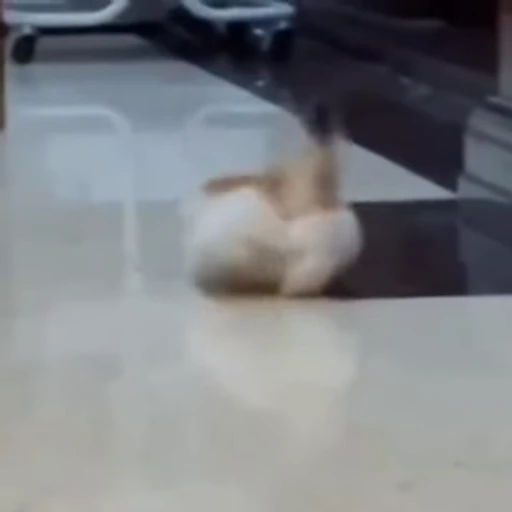 🐈 Стикер «Kitty» для Telegram