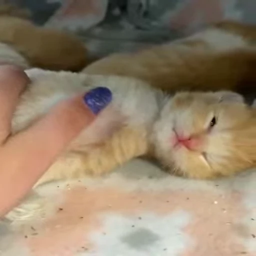 🐈 Стикер «Kitty» для Telegram