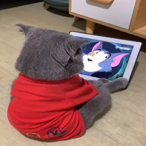 🐈 Стикер «Kitty» для Telegram