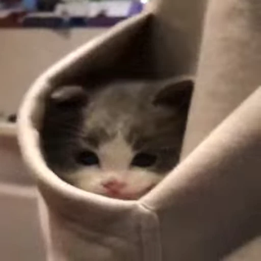 🐈 Стикер «Kitty» для Telegram