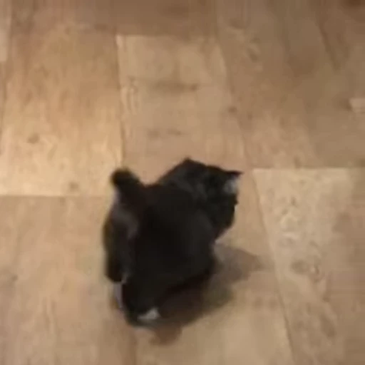 🐈 Стикер «Kitty» для Telegram