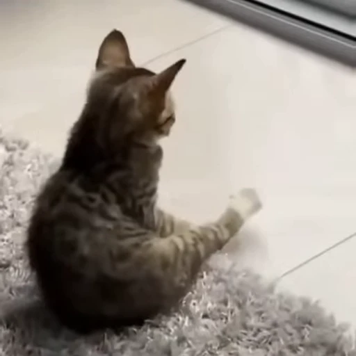 🐈 Стикер «Kitty» для Telegram