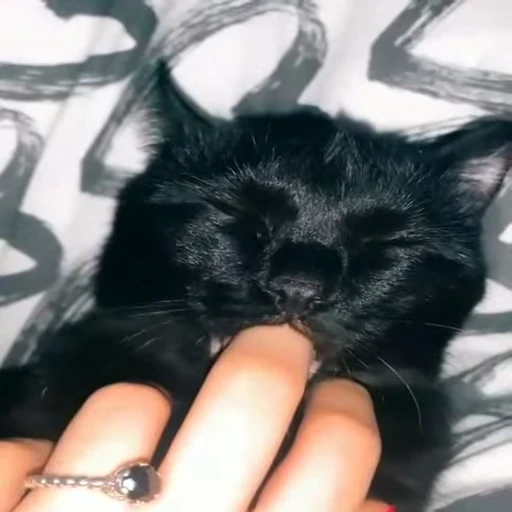 🐈 Стикер «Kitty» для Telegram