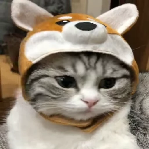 🐈 Стикер «Kitty» для Telegram