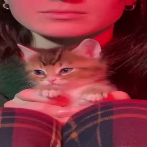 🐈 Стикер «Kitty» для Telegram