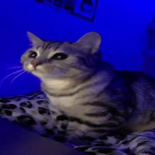 👀 Стикер «Kitty» для Telegram