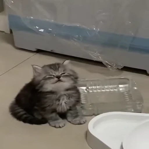 🐈 Стикер «Kitty» для Telegram