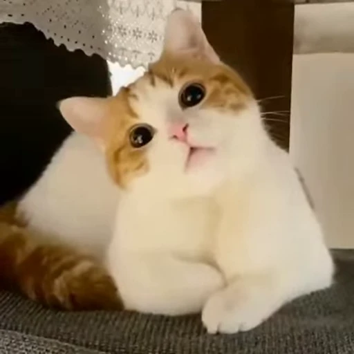 🐈 Стикер «Kitty» для Telegram