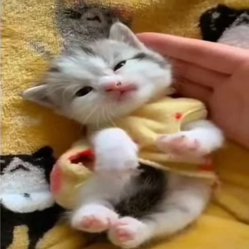 🐈 Стикер «Kitty» для Telegram