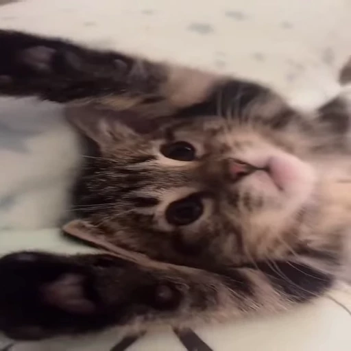 🐈 Стикер «Kitty» для Telegram