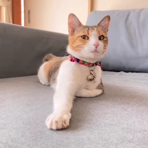 🐈 Стикер «Kitty» для Telegram
