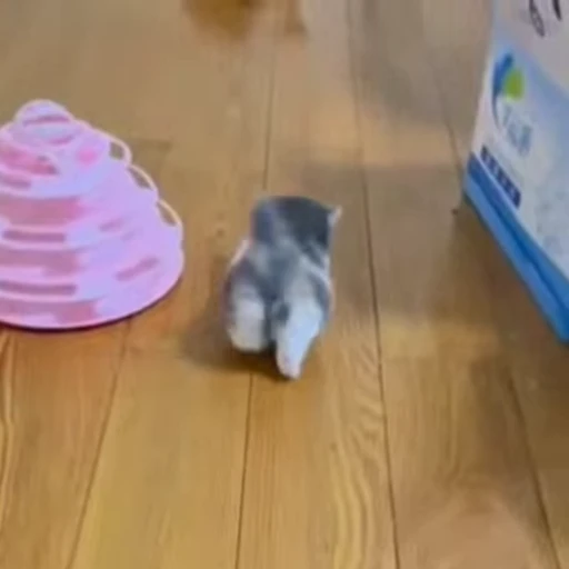 🐈 Стикер «Kitty» для Telegram