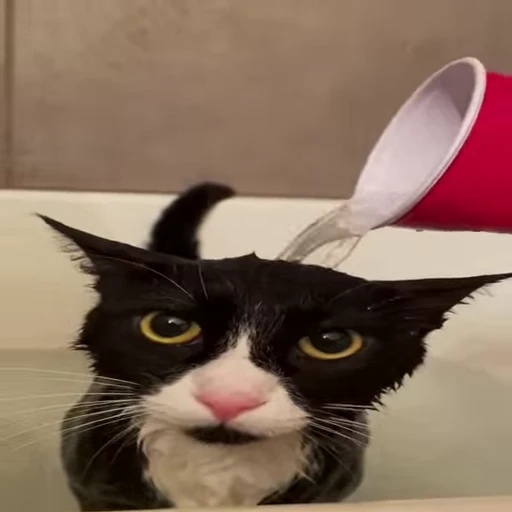 🚱 Стикер «Kitty» для Telegram