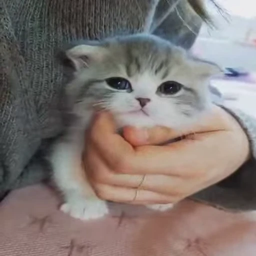 🐈 Стикер «Kitty» для Telegram