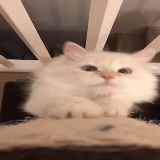 🐱 Стикер «Kitty» для Telegram