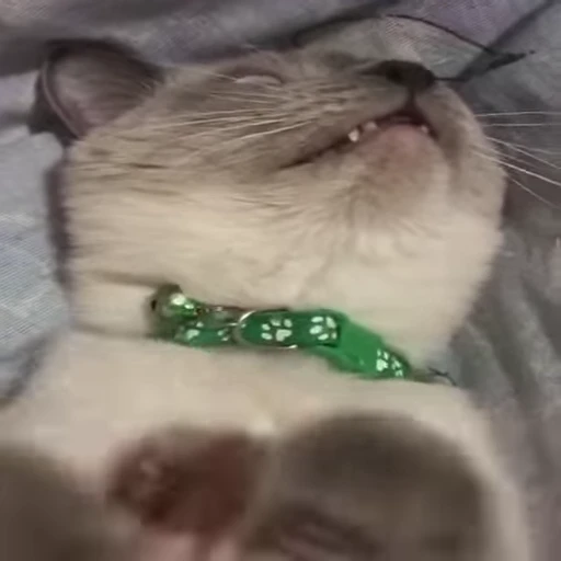 🐈 Стикер «Kitty» для Telegram