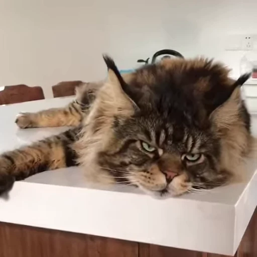 🐈 Стикер «Kitty» для Telegram