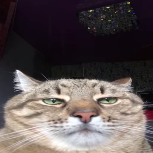 🐈 Стикер «Kitty» для Telegram