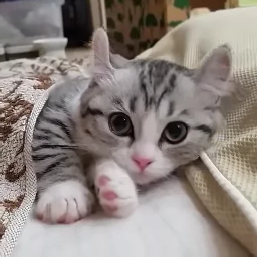 🐈 Стикер «Kitty» для Telegram