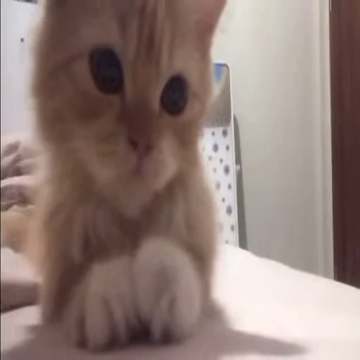 🐈 Стикер «Kitty» для Telegram