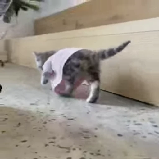 🐈 Стикер «Kitty» для Telegram