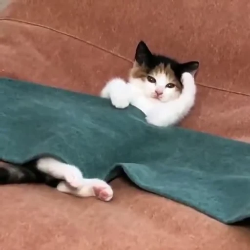 🛌 Стикер «Kitty 2» для Telegram