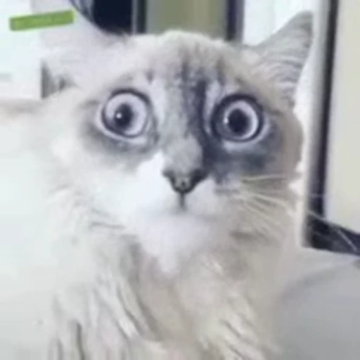 🙀 Стикер «Kitty 2» для Telegram