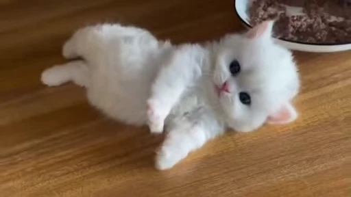 🥺 Стикер «Kitty 2» для Telegram