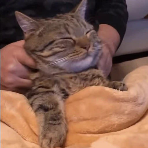 😻 Стикер «Kitty 2» для Telegram