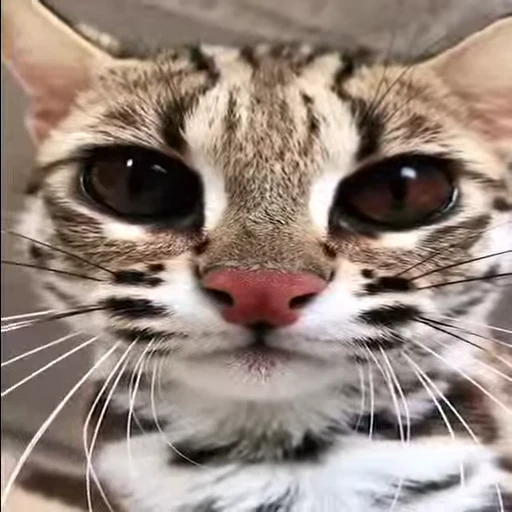 👀 Стикер «Kitty 2» для Telegram