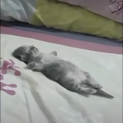 😴 Стикер «Kitty 2» для Telegram