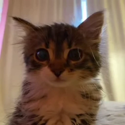 🥺 Стикер «Kitty 2» для Telegram