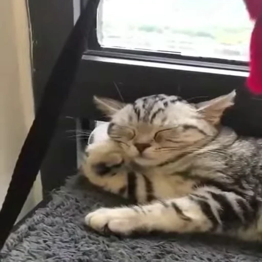 😴 Стикер «Kitty 2» для Telegram