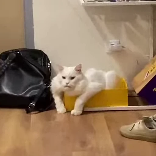 💪 Стикер «Kitty 2» для Telegram