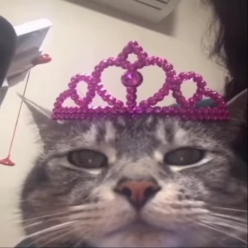 👑 Стикер «Kitty 2» для Telegram